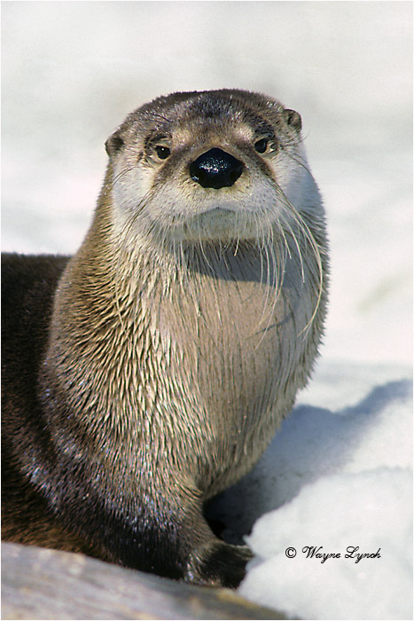 River Otter 103B by Dr. Wayne Lynch &copy;